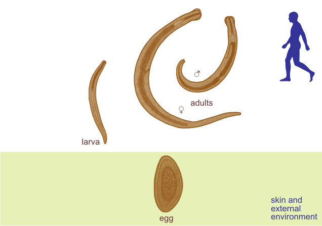 Enterobiasis (pinworms) A pinworms a legegyszerűbb