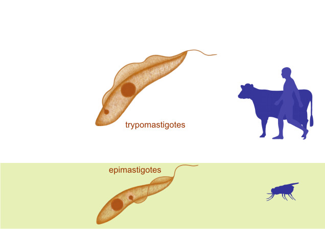 На рисунке изображено одно из проявлений жизнедеятельности. Trypanosoma equiperdum строение. Блефаропласт у трипаносомы. Локомоторные органы трипаносомы бруцеи. Трипаносома место обитания.