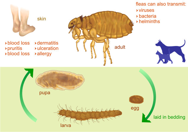 Ctenocephalides spp.