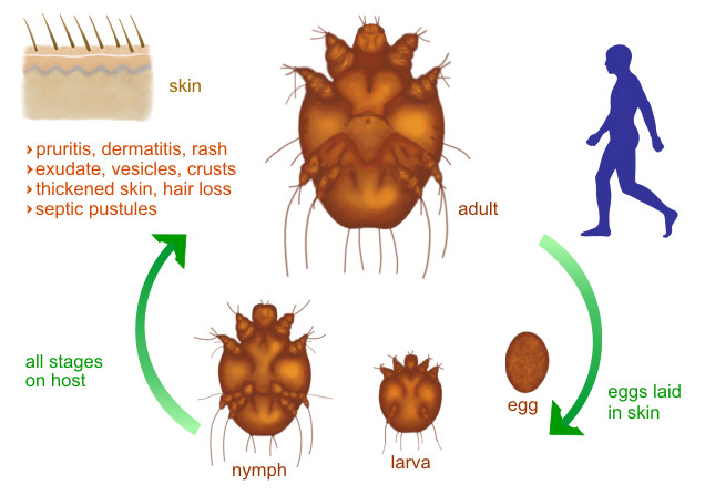 Life Cycle Of Sarcoptes Scabiei 7798